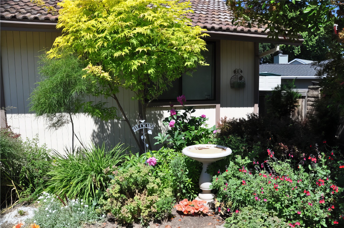 Bird Bath and Shrubs