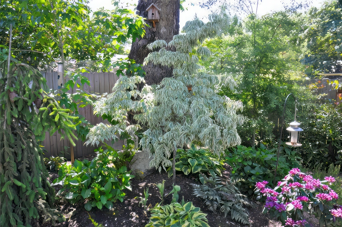 Variegated Leaves