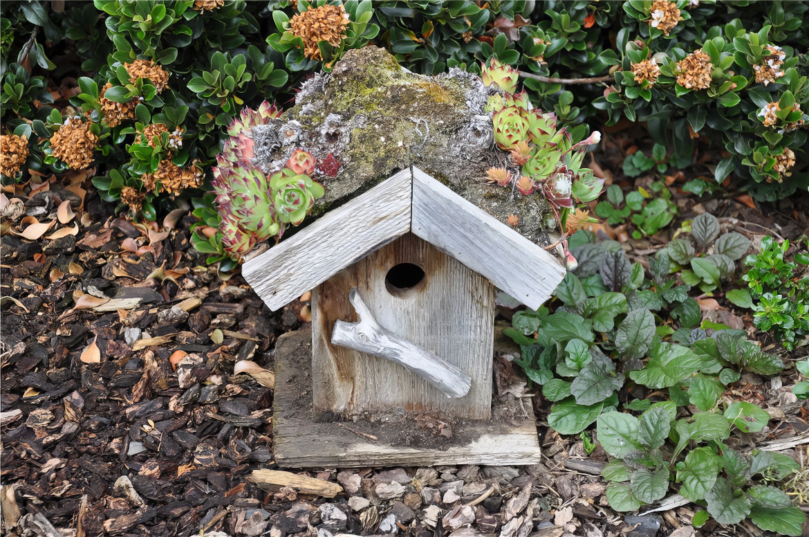 Bird House withSucculent Roof