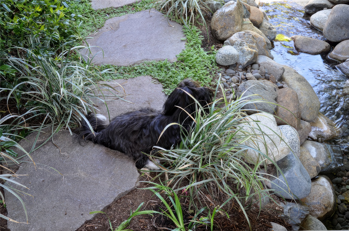 Rover at Water's Edge