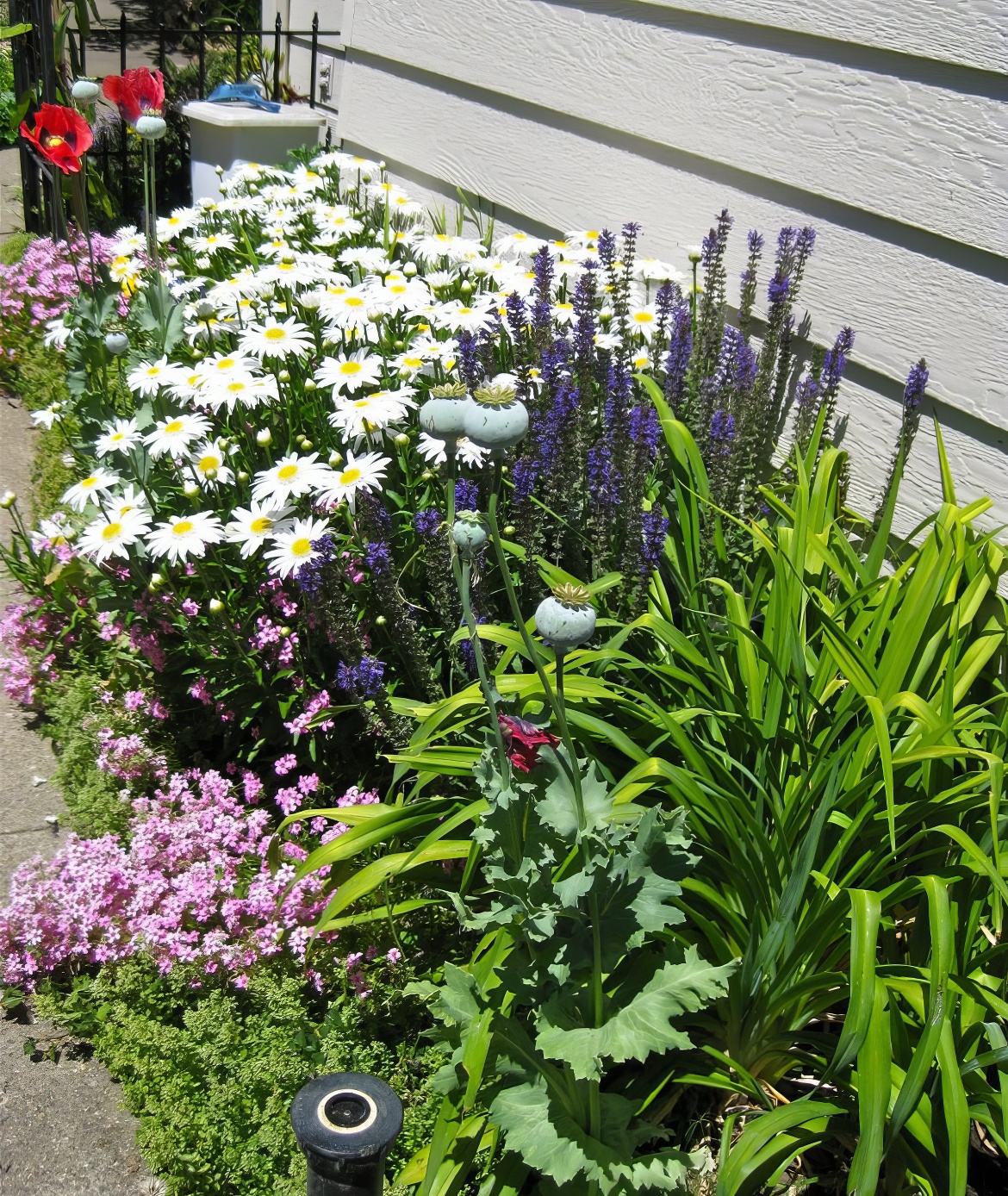 Flower Row Along House