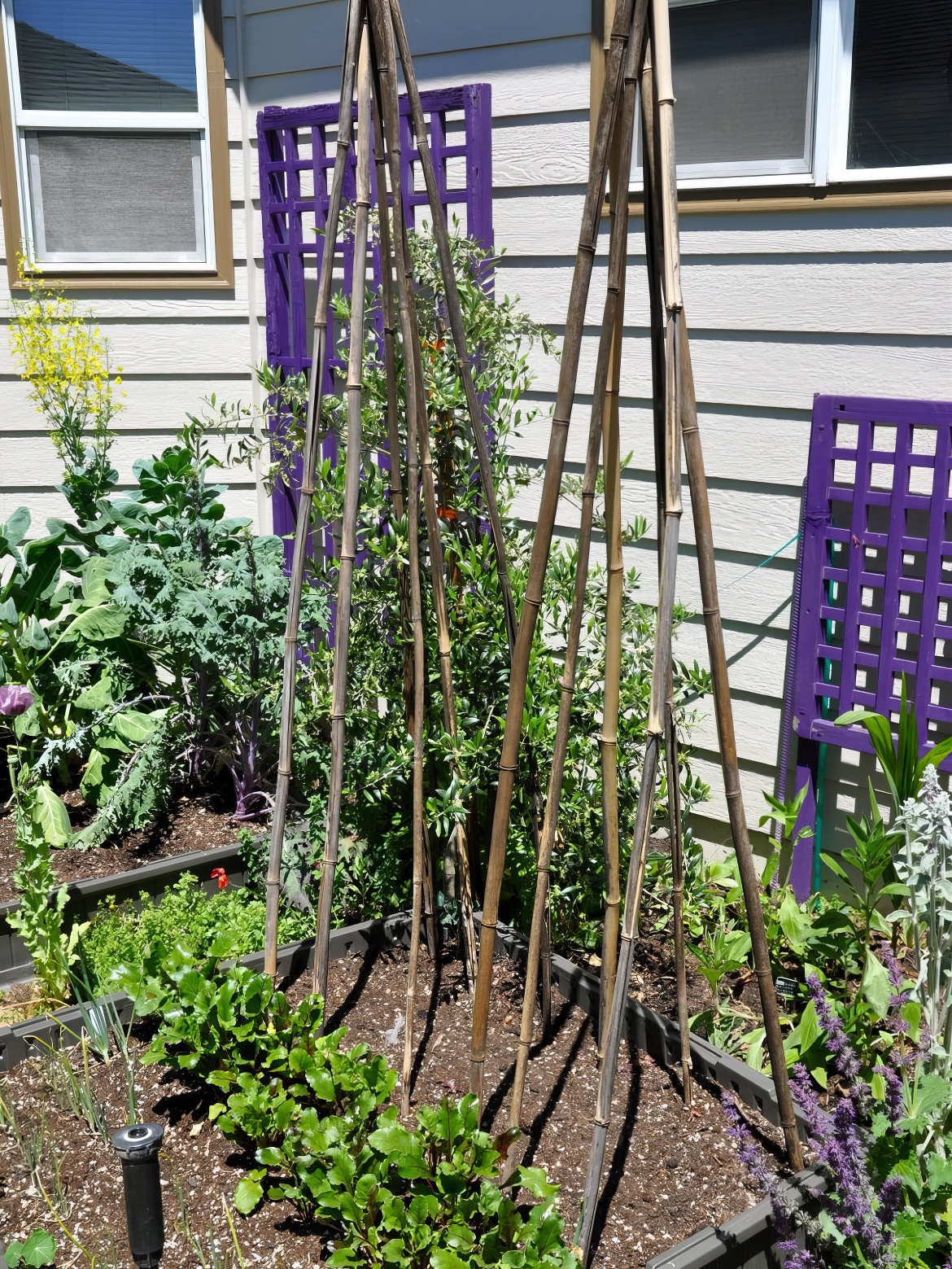 Vegetable Area