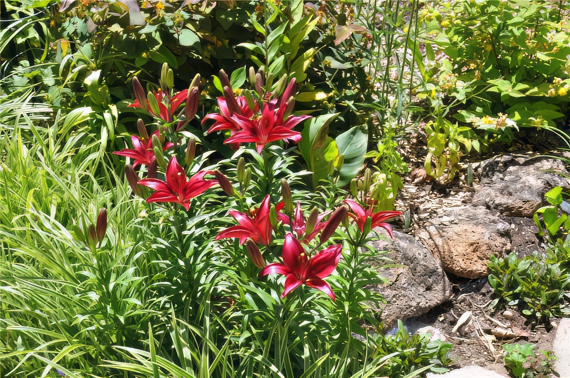 Lily Patch