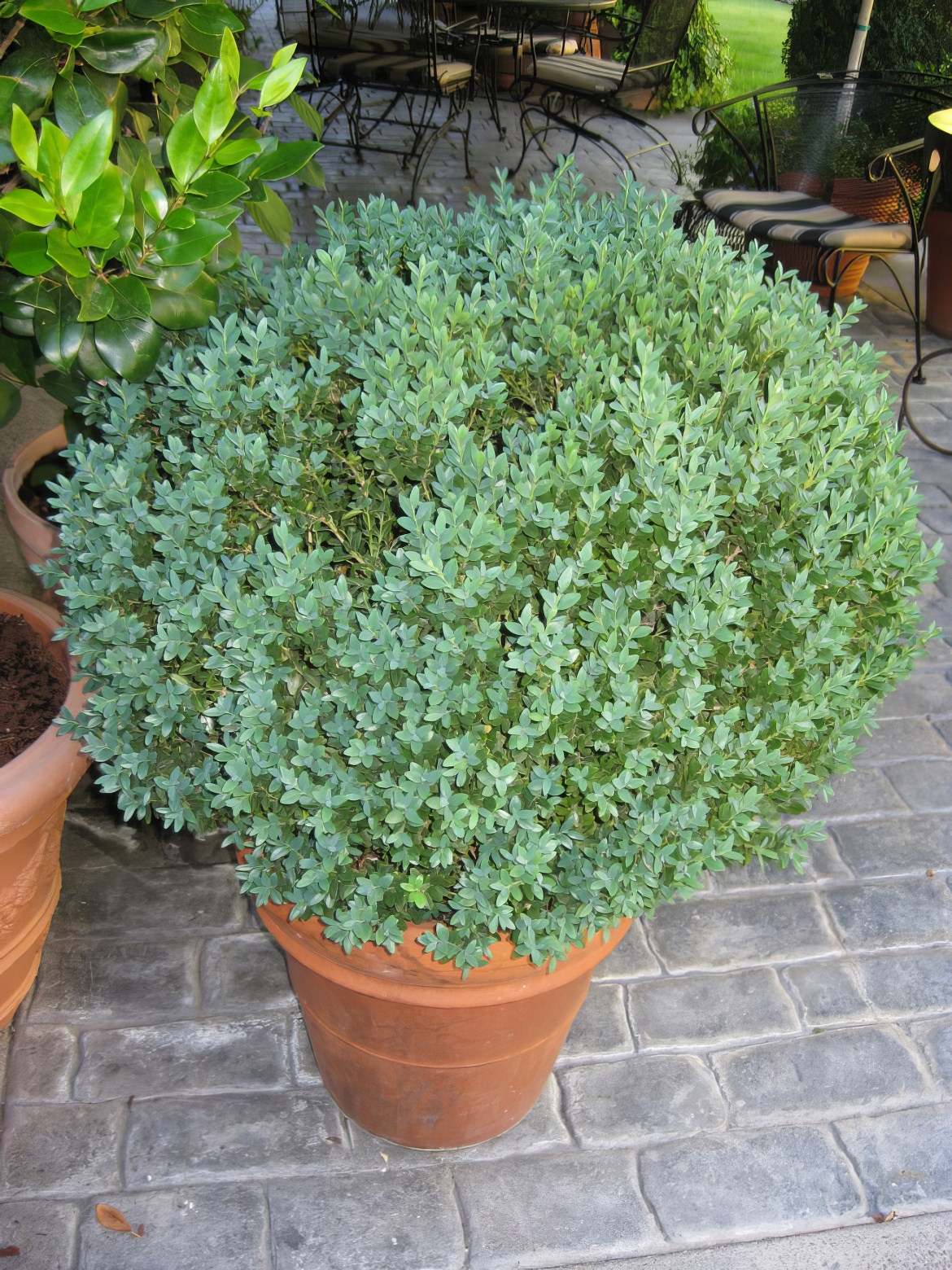 Patio Plant
