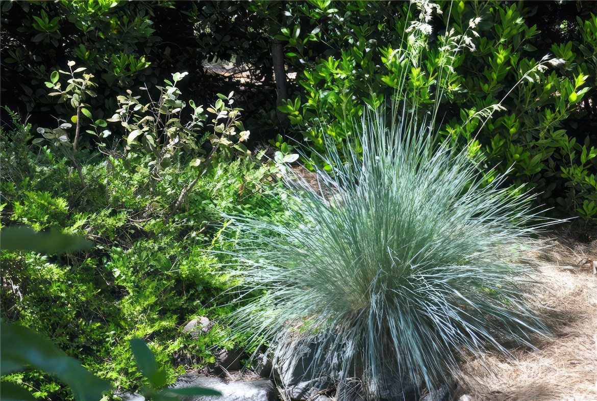 Grass Vignette