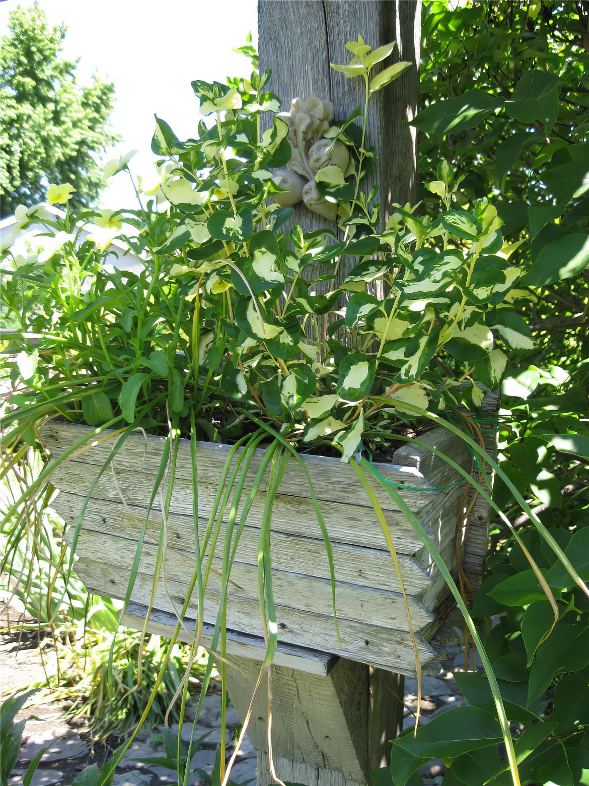 Hanging Planter