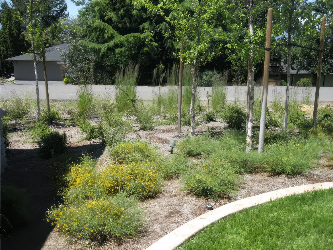 Border Plants