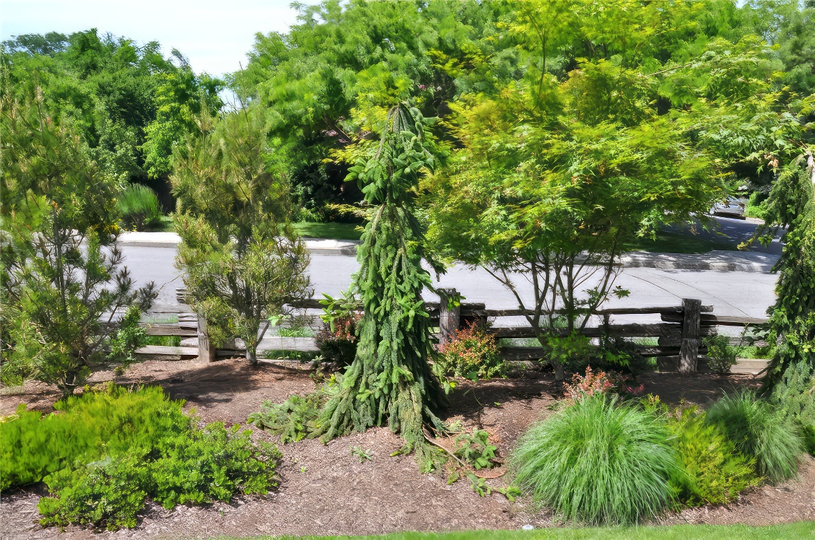 Shrub Border and Split Rail Fence