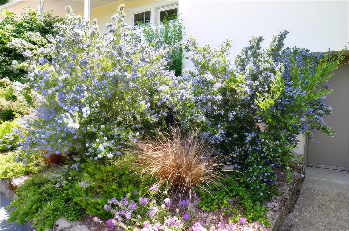 Crowded by Ceanothus