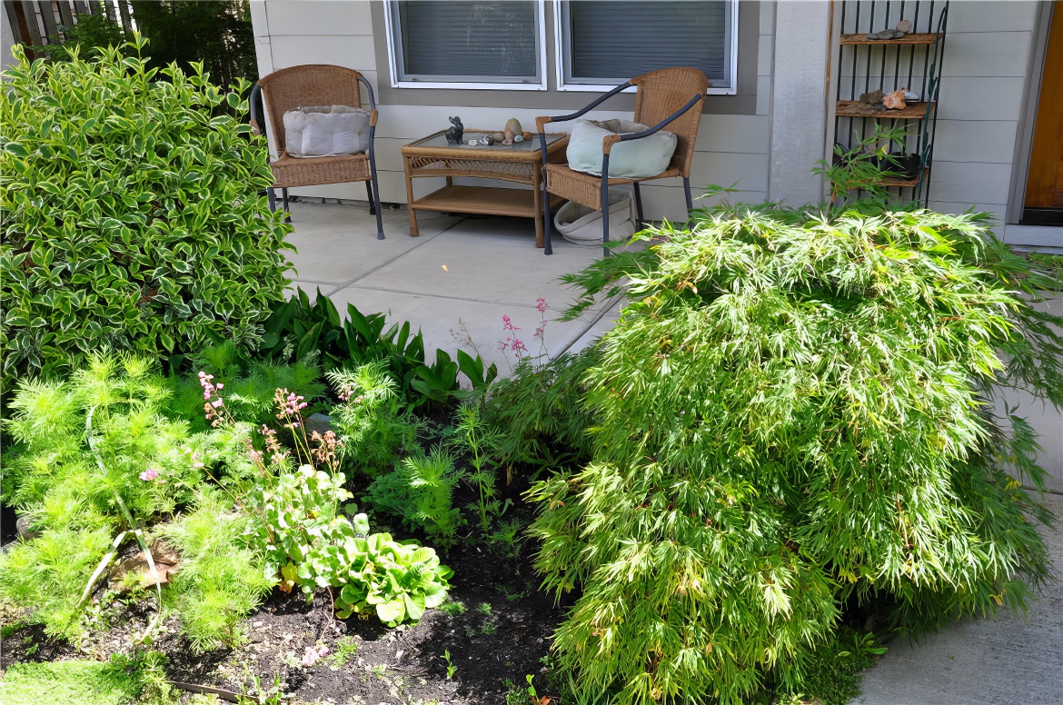 Japanese Maple in the Corner