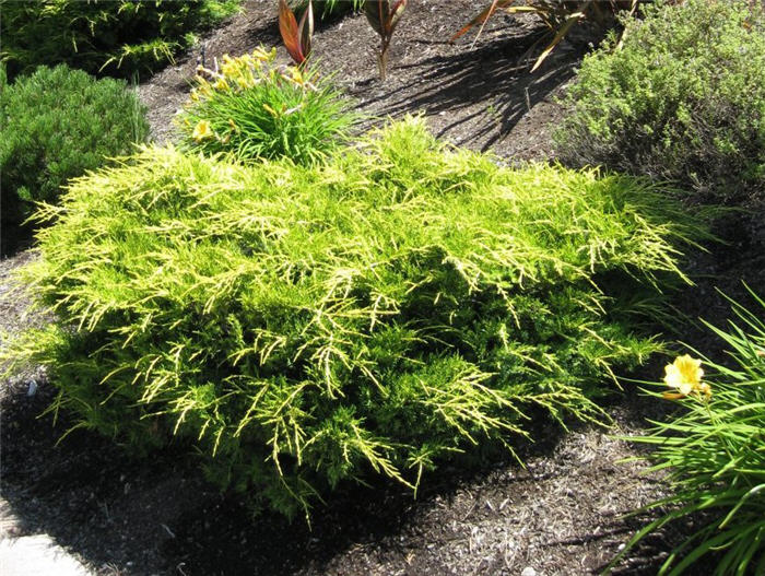 Plant photo of: Juniperus conferta