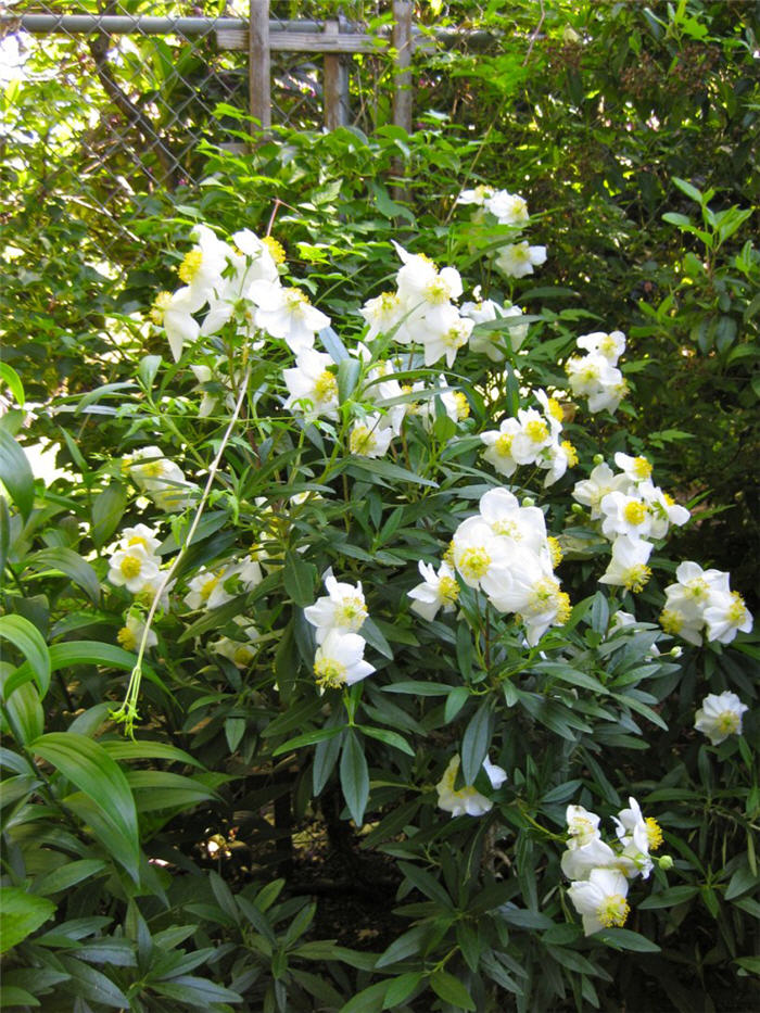 Plant photo of: Carpenteria californica