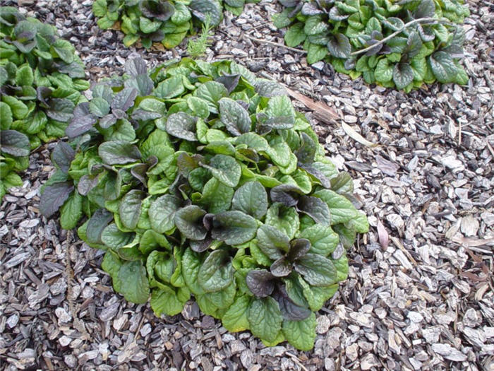 Plant photo of: Ajuga reptans 'Bronze'