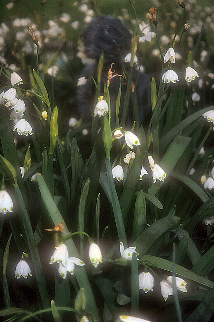 Plant photo of: Leucojum aestivum