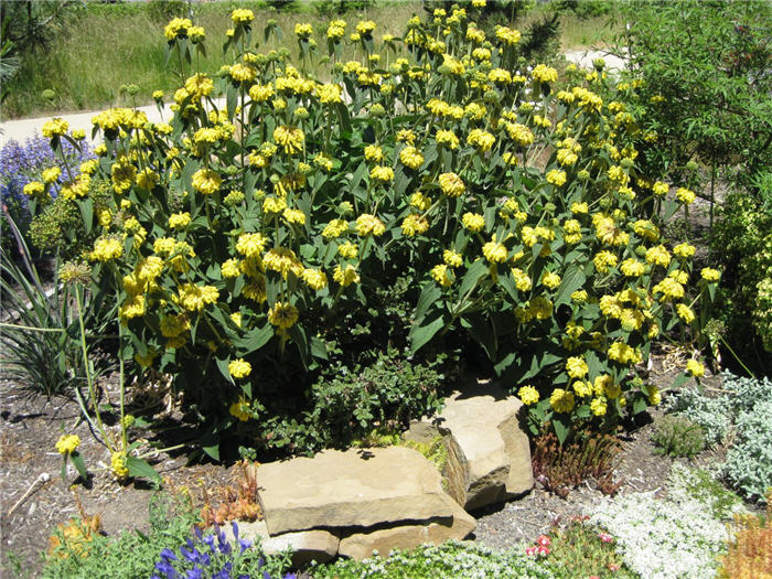 Plant photo of: Phlomis fruticosa