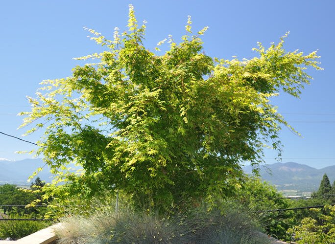 Plant photo of: Acer palmatum