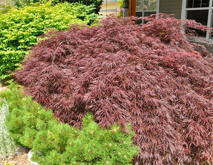 Plant photo of: Acer palmatum 'Ever Red'