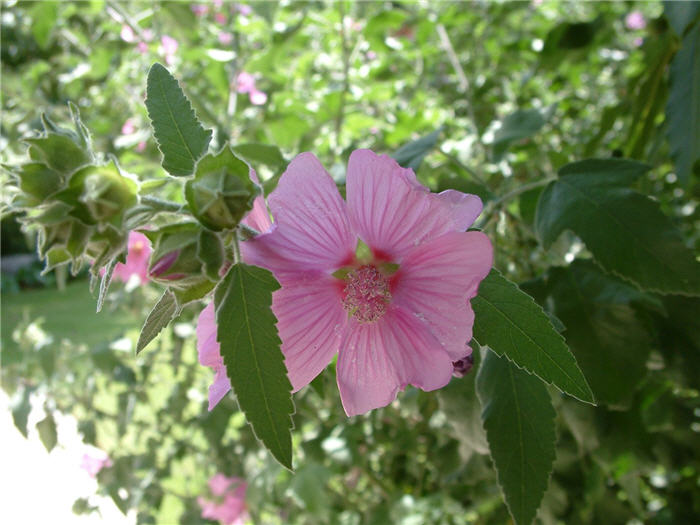 Plant photo of: Lavatera thuringiaca 'Rosea'