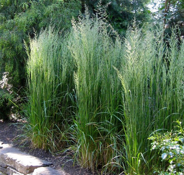 Plant photo of: Calamagrostis X acutiflora 'Karl Foerste