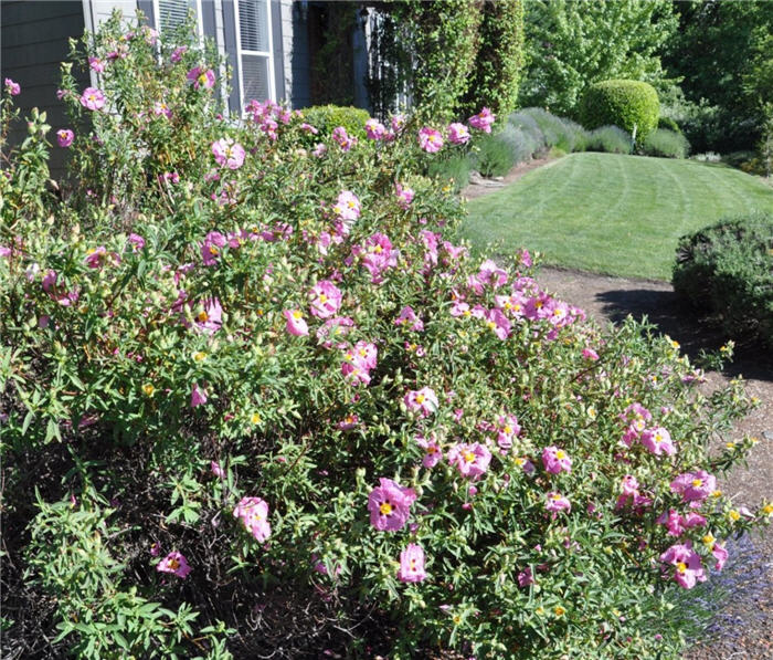 Plant photo of: Cistus X purpureus