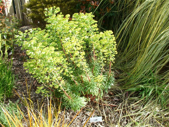 Plant photo of: Euphorbia X martinii