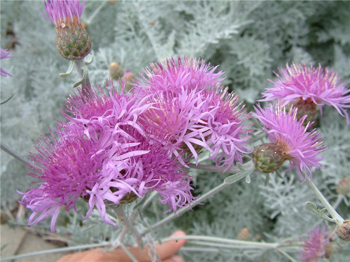 Plant photo of: Centaurea gymnocarpa