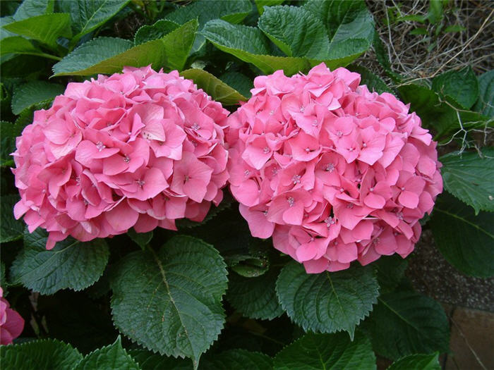 Plant photo of: Hydrangea species