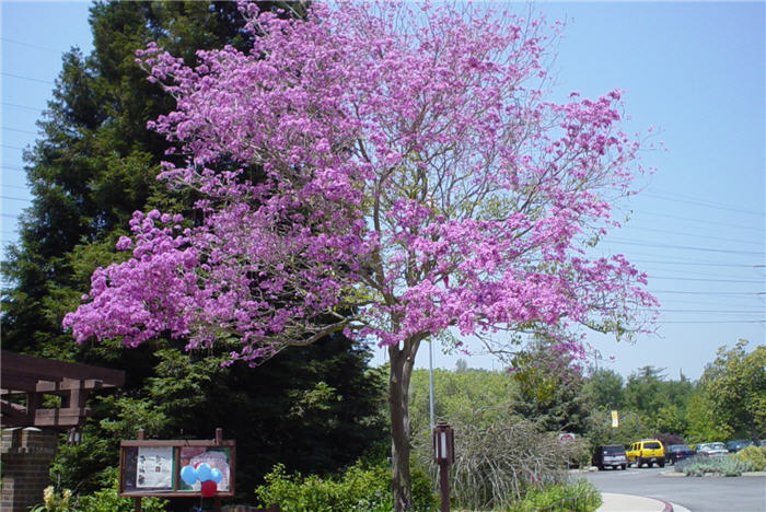 Plant photo of: Robinia X ambigua 'Purple Robe'