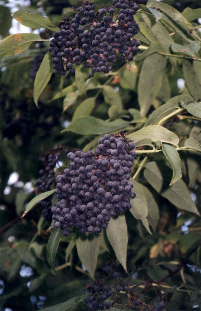 Plant photo of: Sambucus cerulea