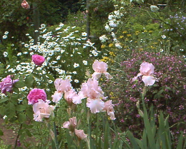 Plant photo of: Iris bearded hybrids