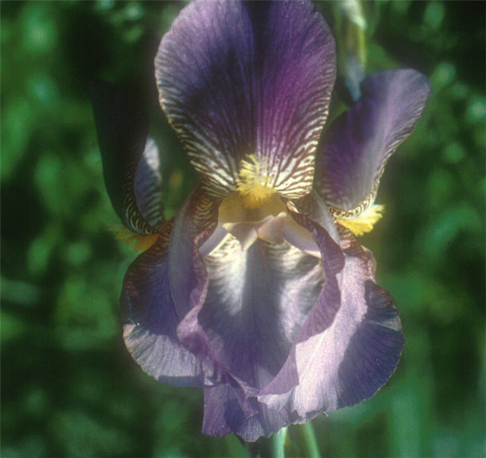 Plant photo of: Iris bearded hybrids