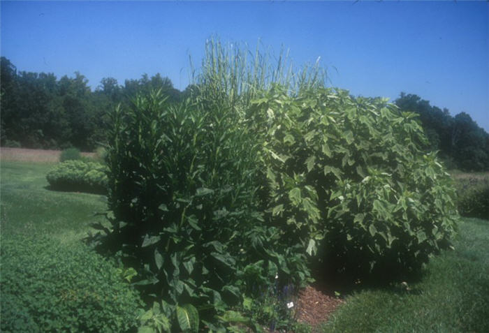 Plant photo of: Aster tataricus