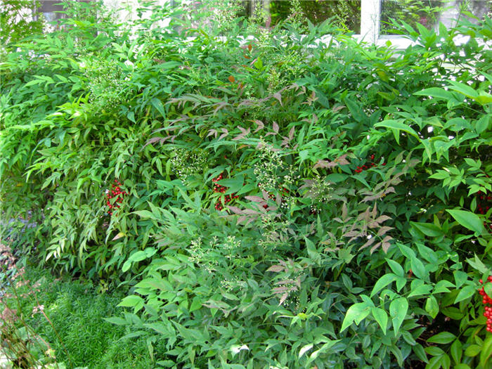 Plant photo of: Nandina domestica