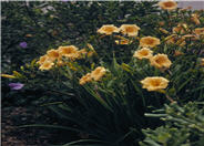 Tiny Pumpkin Daylily