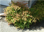 Heavenly Bamboo harbour Dwarf