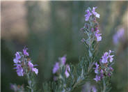 Majorica Pink Rosemary