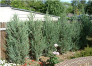 Skyrocket Columnar Juniper