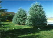 Blue Haven Juniper
