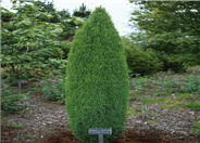 Dwarf Columnar Juniper