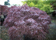 Tamukeyama Cutleaf Maple