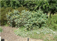 Island Bush Poppy