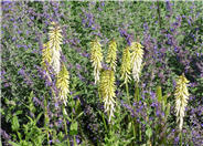 Little Maid Kniphofia, Red Hot Poke