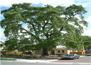 Valley Oak, Calif. White Oak, Roble