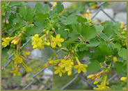 Golden Currant