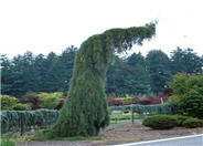 Weeping Sierra Sequoia