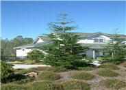 Aptos Blue Coast Redwood