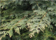 Castlewellan Golden Cypress