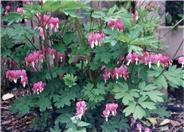 Western Bleeding Heart