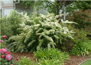 Scarlet Pyracantha