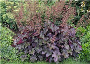 Chocolate Veil Coral Bells